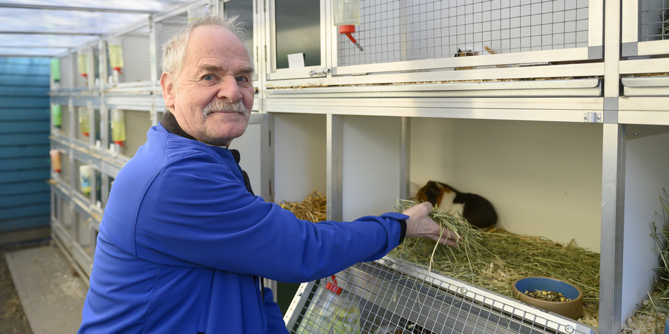 Henri Vandenbossche, voorzitter van Socio vzw, voert duiven in een duiventil Henri Vandenbossche, voorzitter van Socio vzw, voert duiven in een duiventil